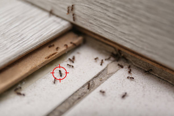 Best Termite Control Services  in West Lake Hills, TX