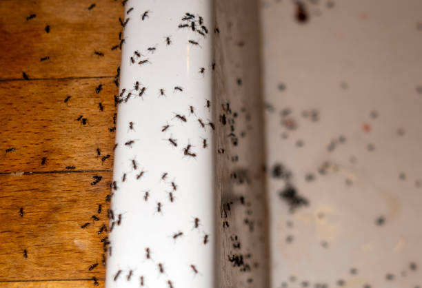 Wildlife Control Services in West Lake Hills, TX